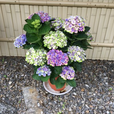 dpl9631's profile picture. 趣味や仕事の素材用などで写真を撮っています。よろしくお願い致します。