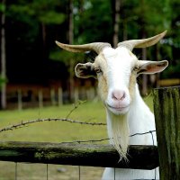e͚̣̤̫̦̙͋̑ṉ̓́ͧ0f̲̘̖͙ 🐐 (@en0fmc) 's Twitter Profile