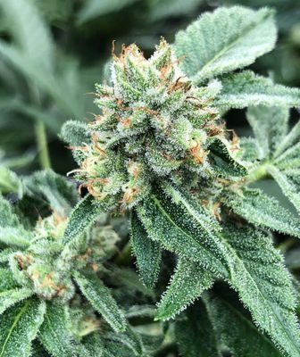 Hi mate..medical marijuana,cannabis,edibles for sale,place an order view website:https://t.co/ck7911lANy..whatsapp:+15402008543.
wicker: kelvinjacki420
