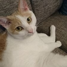 egg9110's profile picture. Free!🏊‍♀️💚💙・YOI⛸️💜💙・SK∞🛹🐯🌸&猫🐈が大好きな成人♀です😊お酒・美味しいものにも目がありません🤤💓
壁打ちすらできていない応援専門アカです😳💦無言フォローどうぞお許しください🙏そっと、でも熱く応援しています‼✊