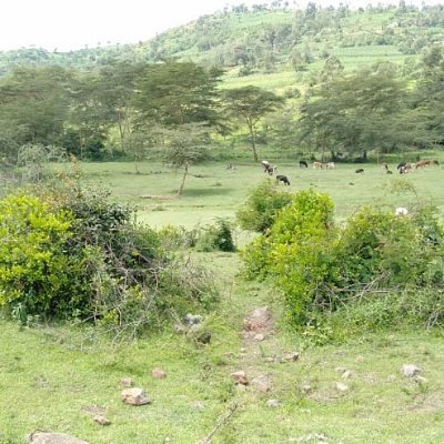 KcsapKericho's profile picture. 