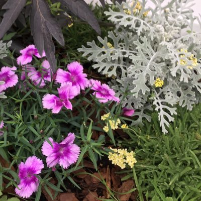 mui_mina's profile picture. 