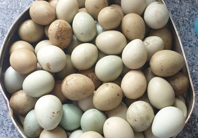 DuckAddict1's profile picture. 