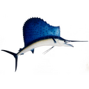 Patrick Thompson - @Sailfish - Twitter