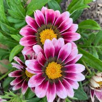 Agriculture with Beach (@agwithbeach) 's Twitter Profile