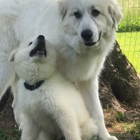 Wes Holly (@weshollyjr) 's Twitter Profile