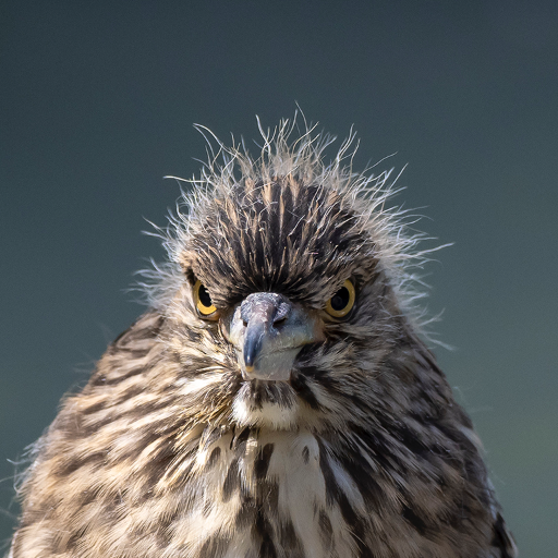 鳥を撮る写真家です。

写真集 