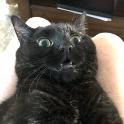 sarahbefff's profile picture. My hobbies include force cuddling my cat.