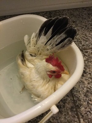 ニワトリ飼い 映画好きの花咲か中年 鶏と共にのんびり老後気分で生きる Yzlifelabo Twitter ニワトリ飼い 映画好きの花咲か中年 鶏と共にのんびり老後気分で生きる Yzlifelabo Twitter