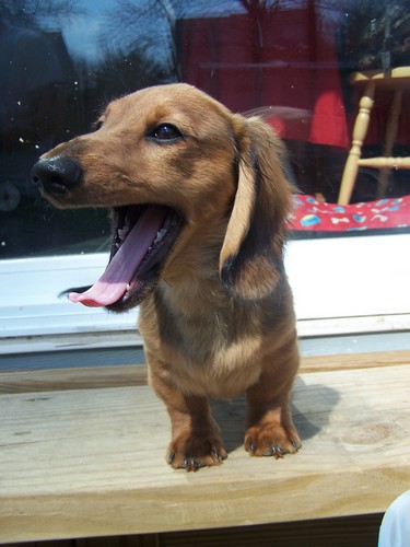 my name is wonkey ignatious chewbacca tufnel rittle. i like to poop on clean floors, bite clara, and eat everything. people who dont live with me think im cute.