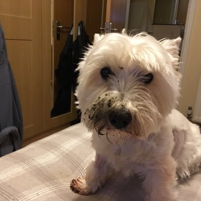 grumpiestgoblin's profile picture. adult human female