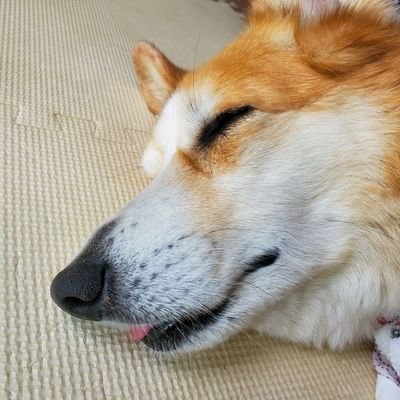 P86572237's profile picture. 趣味垢。アイマスとウマ娘と競馬のことを主に呟いてます。