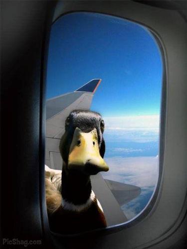me siga ou
um pato o persegira...muahahahahaha!