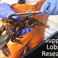 Gulf of Maine Lobster Foundation (@gomlf) 's Twitter Profile