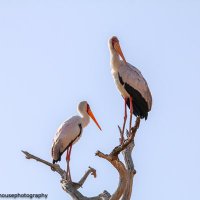 Fran Stockwell Photography (@fran_rhp) 's Twitter Profile