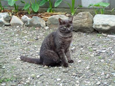 takanobu2001's profile picture. ひたすら浜崎あゆみ宛にギャグを送っています。また、ITについての提案もしています。社会の理不尽さに反抗している発言もあります。最近ではAKBにもコメントを送っています。たまに趣味のテニスの話もします。