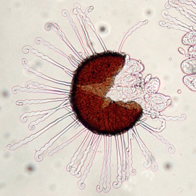 The Int'l Collab on Mycorrhizal Ecological Traits studying fungal spore dispersal & impact of mentorship. Uni of York, Uni of Edin, Dartmouth, Ada Lovelace Day.