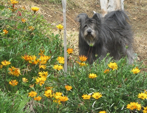 Living in Southern California, surrounded by pets.