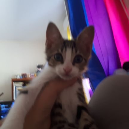 AnnaHitman's profile picture. ∆ Autiste™•non-binaire™∆
🎮😺🧶🍵
🐾Video games,cats,crochets,tea.🐾
#ActuallyAutistic
🇫🇷🏳️‍🌈🇨🇬