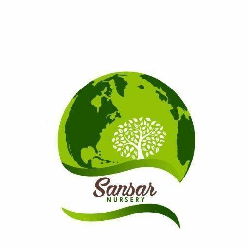 Sansar Nursery provides a wide range of natural plants and accessories online in Varanasi. We deliver 1000+ nursery plants, seeds, bulbs, pebble &, pots.