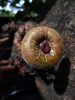 chini_mboi's profile picture. kerching