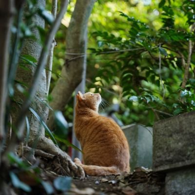 札幌在住。
最近は猫、コスプレや料理etc…を撮ってます！
お渡しした写真の加工、掲載等はご自由にしていただいてＯＫです！
投稿写真はID掲載していただけますと、通知で気づけますので、よろしくお願いいたします。