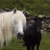 Fell Pony Heritage Trust(@heritage_fell) 's Twitter Profile Photo