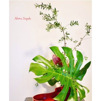 Hi I’m a Ikebana teacher in Melbourne. Ikebana is Japanese floral art which has balanced of nature and beauty. If you are interested in it, please contact me.