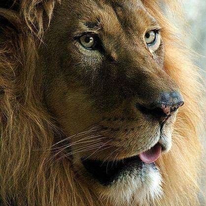 el LEON del PORNO...🦁 +18, compartiendo lo mejor