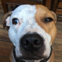Scott (@scott_webdev) 's Twitter Profile