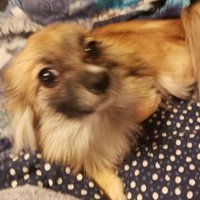MoonSqueaker (@moonsqueaker) 's Twitter Profile