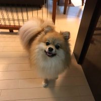 ポポ (@tsuto1979) 's Twitter Profile