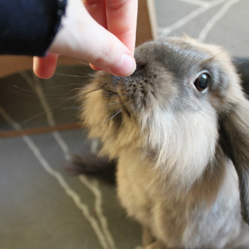 evilnadiva's profile picture. ｅｖｉｌなｄｉｖａ・ノルウェー人・O型・Norwegian