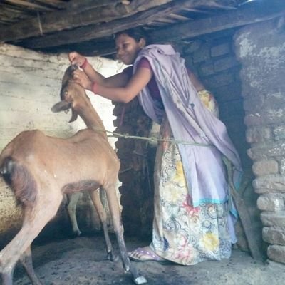 Women led Producer Company. Working in South-west Rajasthan with tribal farmers. Farmer's Profit maximization through Goat rearing is the aim. #TataTrusts #CmF