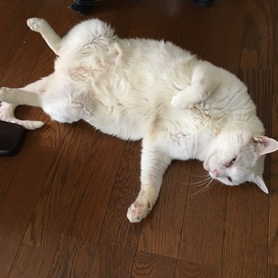 9QHox14YQHkN0mL's profile picture. 定年間近のFXトレーダーです。FXで稼げる様になって老後生活楽しみたいと思っております‼️ 無言フォロー失礼します。