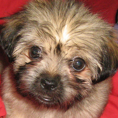 My name is Chewy, but my owners call me Chewy Barker. When I was a lil pup I sort of resembled a character from Star Wars, now my name relates more to what I do