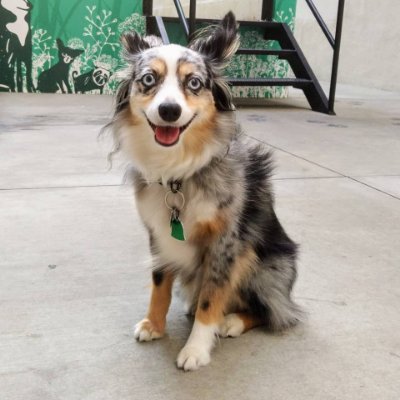 Izzy_The_Aussie's profile picture. I'm a Miniature Australian Shepherd puppy that loves chasing squirrels, long walks and dad @WillJPowers