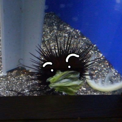 ウニ･キャベツン🌈🎋さんのプロフィール画像