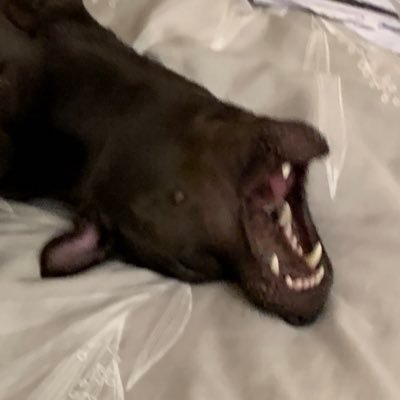 MR_RyanChen's profile picture. Doge