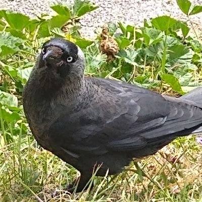 CarryOnCrows Profile Picture