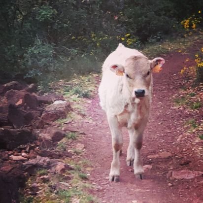 carnicasluismi's profile picture. Espadachín 🤺