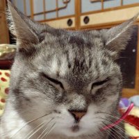 よもぎ (@yomogi_tune) 's Twitter Profile
