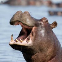 hippo (@hardcorehippo) 's Twitter Profile