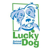 Lucky Dog(@DCLuckyDog) 's Twitter Profile Photo