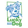 DCLuckyDog's profile picture. All breed, all foster care, animal rescue group in the Washington, DC area. Contact us at info@luckydoganimalrescue.org. #IAmLuckyDog