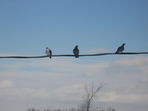 toshershvontz's profile picture. 