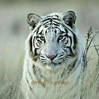 🇸🇦 الـ ـسـ ـآهـ ــر 🇸🇦 (@599gh) 's Twitter Profile