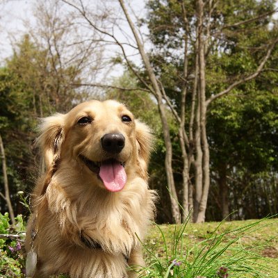 トトロ 犬14日目 心停止と告知から2ヶ月 良 腫瘍サイズ 維持 心嚢水 腹水 無し 白血球3万 1 9万 貧血 血小板 かなり改善 肝臓286 185 微悪 腎臓92 112 肝臓がかなり下がっててありがたい まだフェンベンやれる