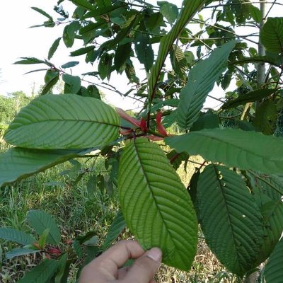 Kratom is available in the form of flour