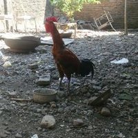 nikmati aja hidup (@emprit35411951) 's Twitter Profile